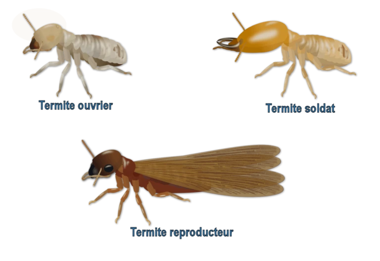 Dessin d'une termite ouvrier, termite soldat et termite reproducteur